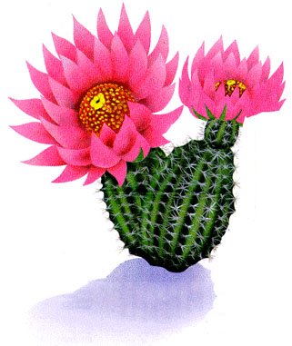 Cactus