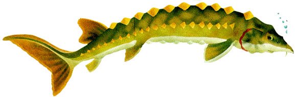 Sturgeon