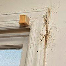 Bed bugs along the side of a window frame