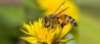 Bee on a flower