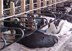 Cows on sand bedding