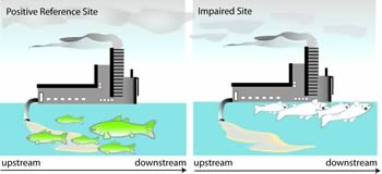 Figure 3-2b. When comparing a positive reference site to an impaired site, this illustrations showed that dead fish only occured in the impaired site when exposed to the same impairment.