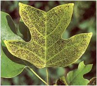 diseased tulip poplar leaf