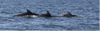 Dolphins in ocean