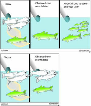 Figure 5-1. Illustration showing an example of inconsistent evidence with 2 scenarios where a contaminant today has no fish kills then one month later fish are fine and then another one where there are fish kills today and one month later. 