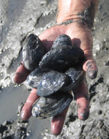 a had holding softshell clams