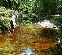 Photo of a still stream that is lightly discolored from vegetation.