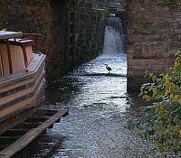 Photo showing urban streams running through buildings with a bird in the distance.