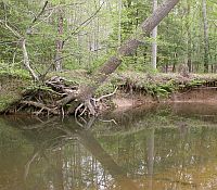 Photo showing the bank of a river with erosion causing a tree to lean over into the river.