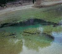 Photo showing a dense collection of algae or underwater vegetation.