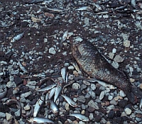 Photo of several dead fish.