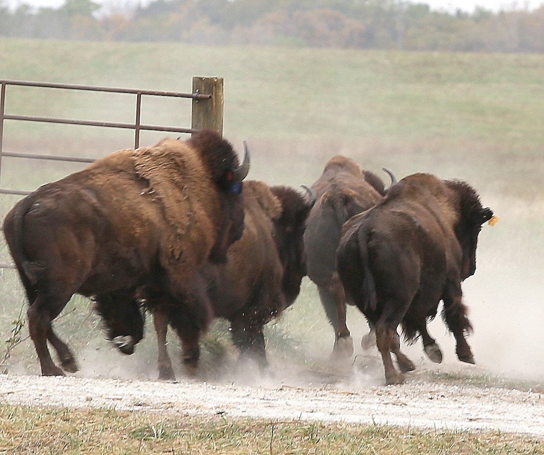 In October 2015, American bison were introduced to the Midewin National Tallgrass Prairie on the former site of the Joliet Army Ammunition Plant.