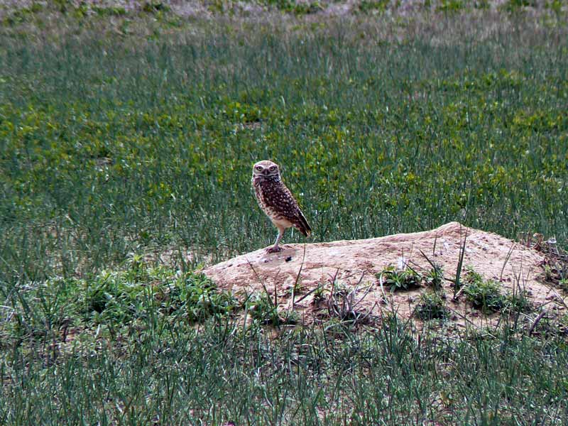 An owl at the wildlife refuge