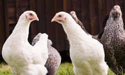 This is a picture of five chicks, two of which are white and three of which are gray.