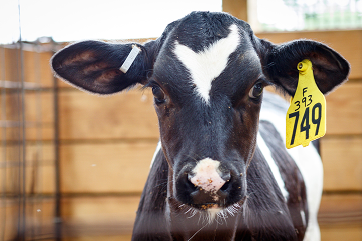 Young cow at Bar-Way Farm