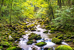 Mountain Stream