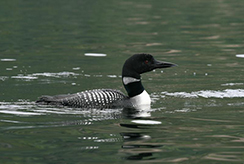 Duck on Lake