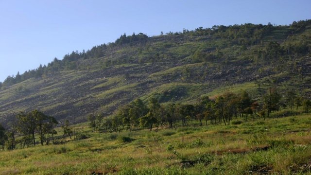 Hillside with vegetation