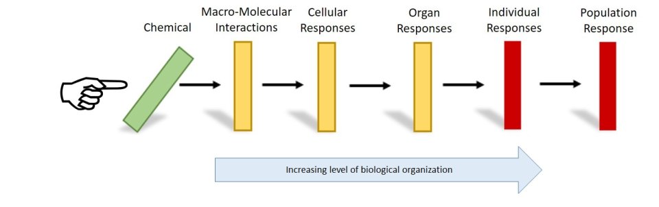 Adverse Outcome Pathway Graphical Representation