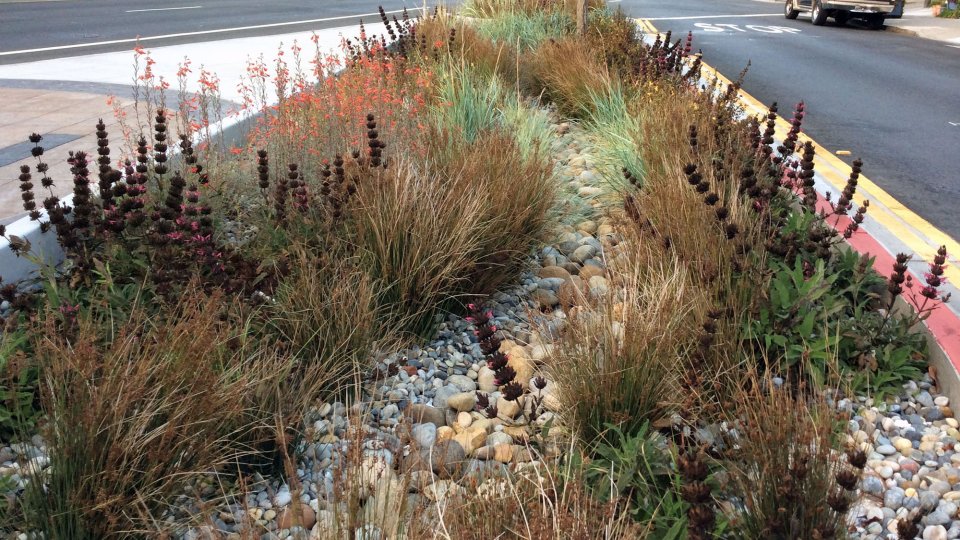 Grasses and other plants planted among stones instead of bare soil in a median strip with traffic on both sides.