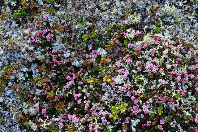 Tundra wildflowers bloom along the Koktuli River.