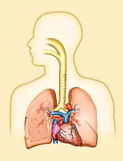 diagram of human lungs