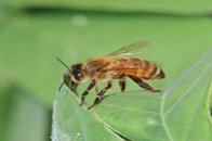 Photograph of a bee, which illustrates wildlife and environmental areas for incident reporting.