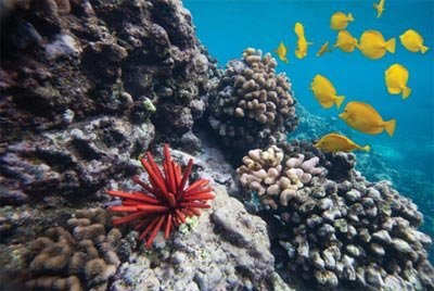 Coral reef restoration image of a reef with tropical fish swimming on it.