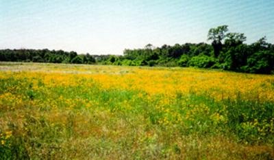 A new vibrant wildlife area on the site