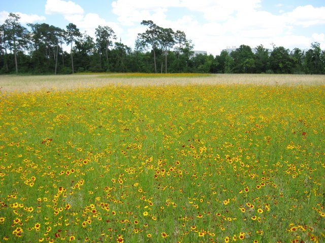 Wildflowers at the site