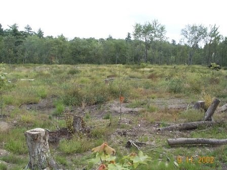 Restored wetland at the site