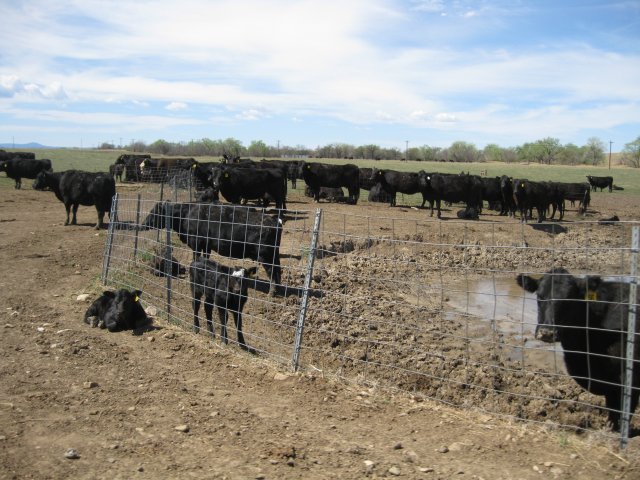 Ranch at the site