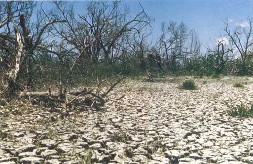 Cracked soil from drought