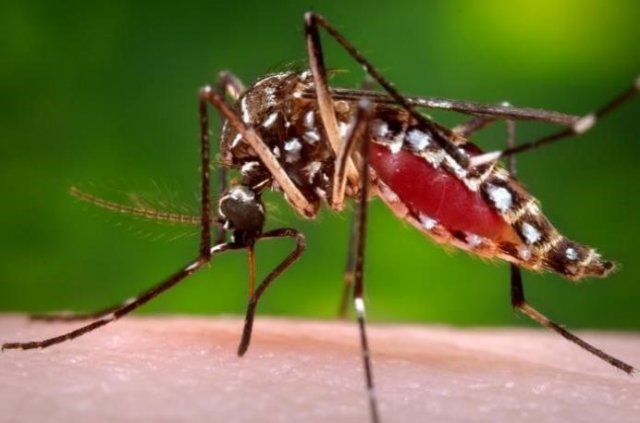 Image of mosquito on skin