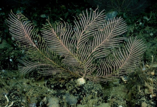 A sea plume is an example of an octocoral or soft coral.