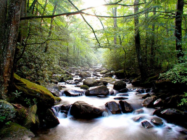 Forest and stream