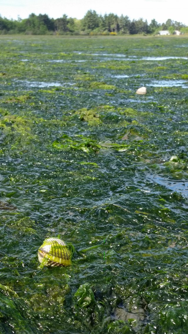 A heart cockle in the middle of a mass of green algae