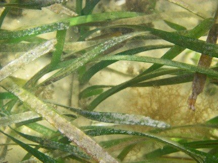 Seagrass