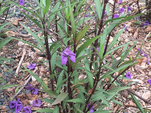 purple flowers bloom on a sunny day