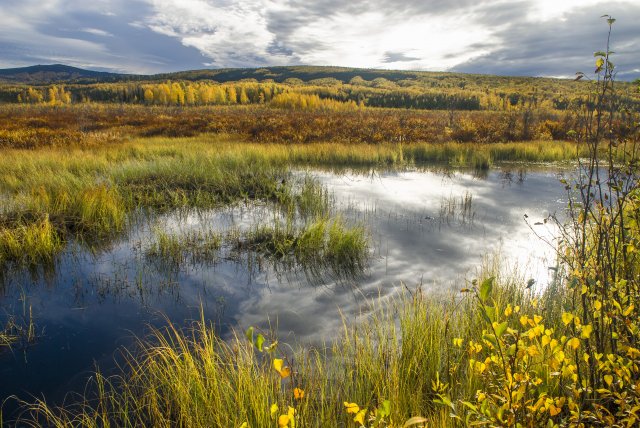 Wetlands