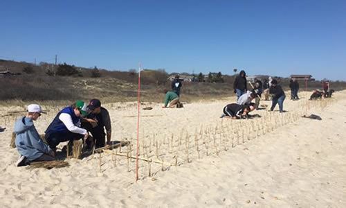 Volunteers plant beachgrass on Lobsterville Beach. Photo by Wampanoag Tribe of Gay Head Aquinnah Natural Resources Department