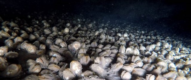  Quagga mussels at the bottom of Lake Erie captured by a drop down camera