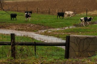 Water runoff flows through pasture of cows into nearby stream