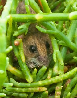 Salt Marsh Harvest Mouse in the San Pablo Baylands