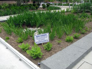 plants in a rain garden next to a sidewalk