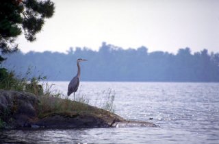 Photo of Blue Heron