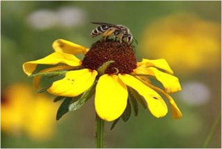 Bee on a flower