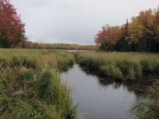 Wetland in Northern Wisconsin