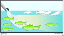 Figure 3-6b. shows how closer to the impairment site, there are live fish but not downstream where it has dissolved - these are dead.