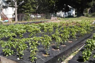 Crownbrook Greenhouse &amp; Children's Community Garden - After